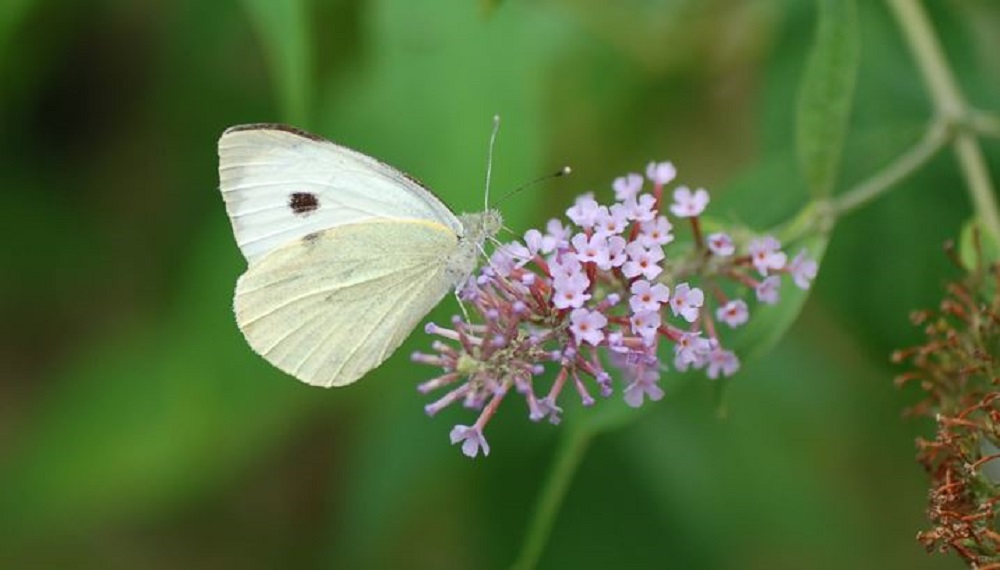 Adult large white butterfly
